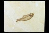 Fossil Fish (Knightia) - Wyoming #136546-1